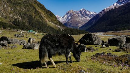 Sikkim’s Secret Garden: The Enchanting Yumthang Valley