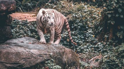 Sikkim Witnesses Royal Bengal Tiger in High-Altitude Yali Forest for the First Time