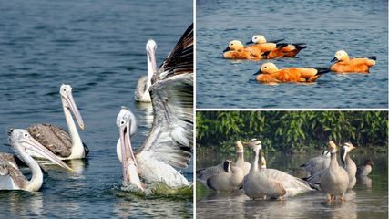 Nagi and Nakti Sanctuaries in Bihar Became International Wetlands on World Environment Day