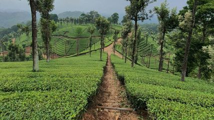 Assam to Spend Rs 800 Cr to Build Roads in 800 Tea Gardens- CM Himanta Informed