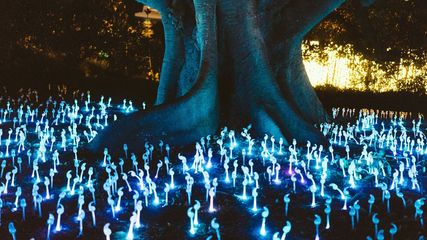 Where Fairy Come Alive: Visit India's Glowing Forests This Monsoon and Feel Magic