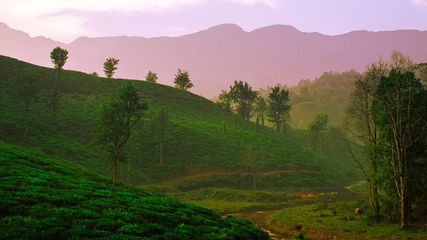 7 Must-Visit Attractions In Wayanad, Kerala For 2024