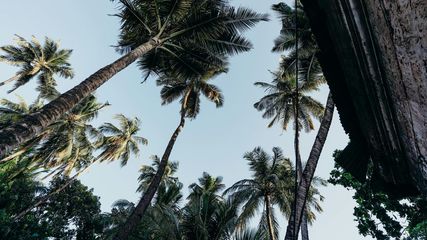 Goa Plans Memorial For Temples Lost To Portuguese Rule