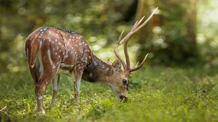 Discover Top National Parks For An Idyllic Weekend Getaway Near Kolkata