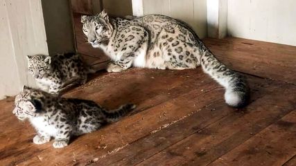 Watch: Leopard And Her Cubs Captured On Video At Seoni Airstrip, Madhya Pradesh