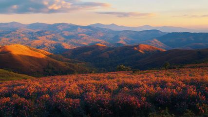 Tamil Nadu's Nilgiri Hills Turn Blue as Neelakurinji Flowers Bloom After 12 Years