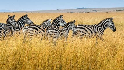 South Africa's New Visa Solutions For Indian Tourists With Trusted Tour Operators