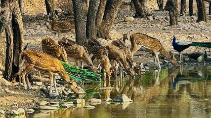 Take a 3-Hour Trip from Jaipur to India’s First Jungle-Themed Aamaghati Wildlife Resort