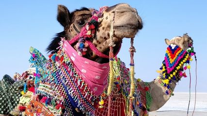 Plan Your Visit to Rann Utsav 2024: Dates, Highlights, and Booking Information