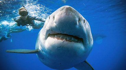 New Analysis Highlights Serious Decline In Sharks And Rays Since 1970