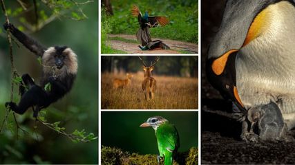 Capturing the Wild: How Wildlife Photography Raises Awareness for Conservation Efforts