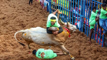 Pongal Festival In Tamil Nadu: A Time For Family, Gratitude, And Unity
