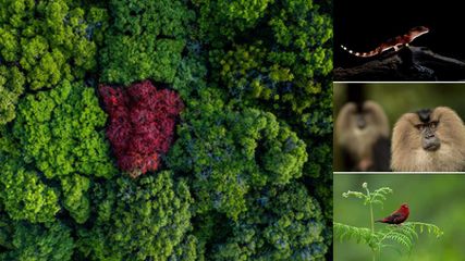 The Wild Side of India: Exploring the Untamed Beauty of the Western Ghats