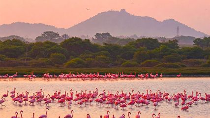 Tamil Nadu’s Budget 2025-26: New Flamingo Sanctuary, Marine Protection, and Eco-Friendly Buses