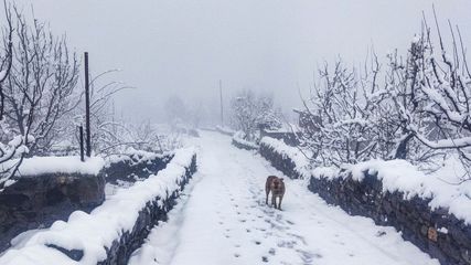 Himachal Pradesh on Alert as Snowfall and Rain Cause Major Disruptions