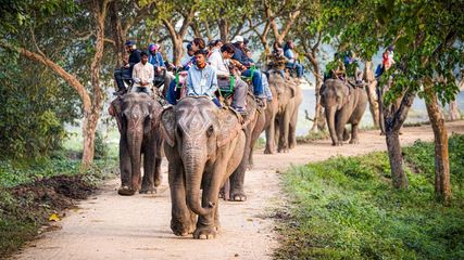 Kaziranga Jeep Safari in Assam to Shut Down from May 19, 2025; Check Details