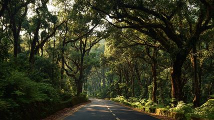 Discover 5 Breathtaking Monsoon Road Trips from Bangalore for a Perfect Weekend Getaway