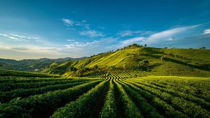 Top 5 Hill Stations near Bangalore to Find Peace Amid Greenery