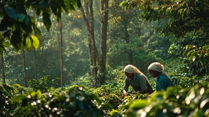 Discover 5 Unforgettable 1-Day Trips to Kerala from Bangalore for Nature Lovers