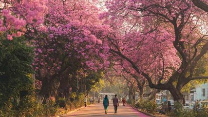 Discover the Top 5 Enchanting Places to See Pink Blossoms in Bangalore This Winter