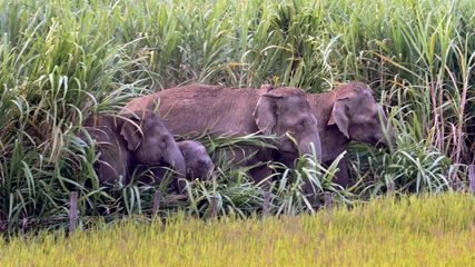 Chennai to Chikmagalur Travel Itinerary: A Perfect Hill Getaway Road Trip Guide