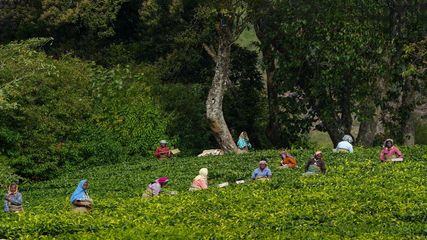 Munnar Trip from Hyderabad: A Refreshing Escape into Kerala’s Tea Country