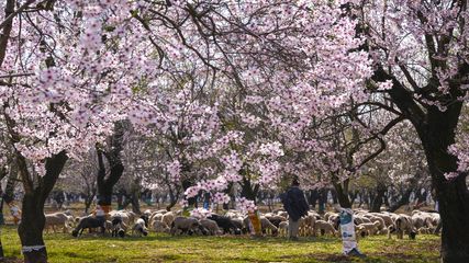 Trip to Kashmir From Hyderabad: Complete Travel Guide With Day-Wise Itinerary, Cost & Tips