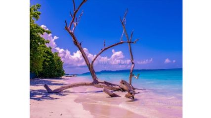 Planning a Trip to Andaman? Customized Tour Packages Are Transforming Island Tourism
