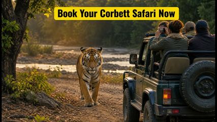 Jim Corbett Night-Stay Bookings Open: Secure Your Winter Safari Slot Before They Vanish