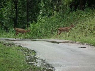ബാംഗ്ലൂര്‍ വയനാട് (വഴി: നാഗര്‍ഹോള)