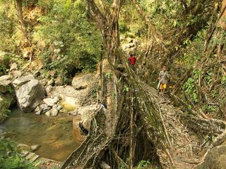 വേരുകള്‍ പാലമായി മാറുമ്പോള്‍