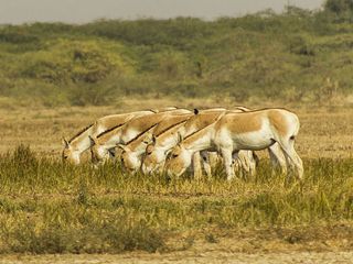 കാട്ടുകഴുതകളേ തേടി ഗുജറാത്തിലേക്ക്