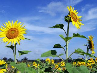 സൂര്യകാന്തിപ്പൂക്കളുടെ നാട്ടിലൂടെ ഒരു യാത്ര