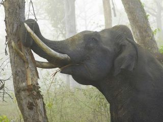 നാഗർഹോളെ സന്ദർശിക്കുന്നവർ അറി‌ഞ്ഞിരിക്കേണ്ട കര്യങ്ങൾ