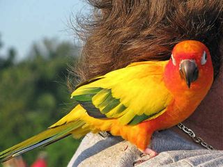 കിളികളെ വില പേശിവാങ്ങാൻ മുംബൈയിലെ ക്രൗഫോർഡ് മാർക്കെറ്റ്