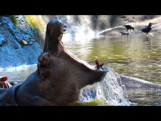 തിരുവനന്തപുരത്തെ മൃഗശാലയും മ്യൂസിയവും