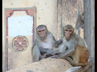 ലോകത്തെ അമ്പരപ്പിച്ച ജയ്‌പൂരിലെ റിബൽ മങ്കികൾ