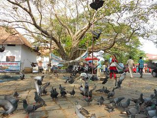 കോട്ടയില്ലാതായ ഫോർട്ട് കൊച്ചി!