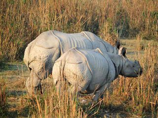 കണ്ടാമൃഗങ്ങളുടെ പറുദീസയിലേക്ക് യാത്ര പോകാം