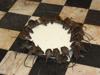 വിശ്വാസവും അവിശ്വാസവും ഒരുമിച്ച് അതിശയിപ്പിക്കുന്ന ക്ഷേത്രങ്ങള്‍