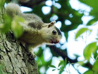 ചാമ്പല്‍ മലയണ്ണാനു മാത്രമായി ഒരു സങ്കേതം