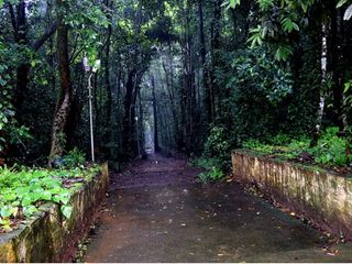 ഇരിങ്ങോള്‍ കാവ്: ഇത് പട്ടണനടുവിലെ കാനന ക്ഷേത്രം