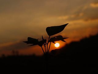 കണ്ണന്‍ ദേവന്‍ തേയിലത്തോട്ടവും തേയില കേരളത്തില്‍ എത്തിയ കഥയും