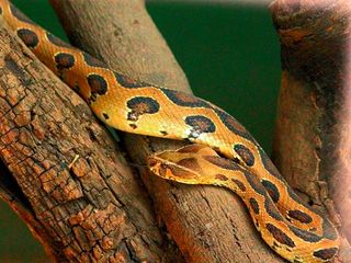 പാമ്പുകളെ കാണാം....ഭയമില്ലാതെ...