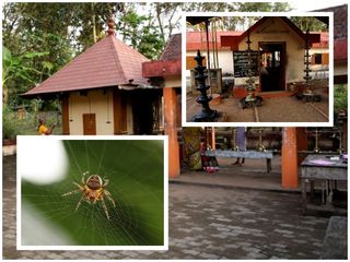 ചിലന്തി വിഷ ചികിത്സ: വൈദ്യശാസ്ത്രത്തെ പോലും അമ്പരപ്പിച്ച ചിലന്തി ക്ഷേത്രം