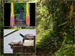 ആമകൾക്ക് അന്നനിവേദ്യം നടത്തുന്ന അപൂർവ്വ ക്ഷേത്രം