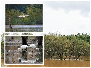 ദ്വീപിനുള്ളിലെ വിചിത്ര പക്ഷി സങ്കേതം