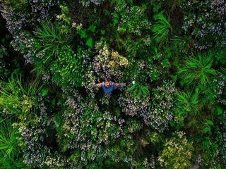 ഓണത്തിന് പൂക്കളമിട്ട് നീലക്കുറിഞ്ഞി പൂത്തു!സഞ്ചാരികളേ പോരെ!