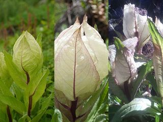 ഉത്തരാഖണ്ഡില്‍ കാലംതെറ്റിപ്പൂത്ത് അപൂര്‍വ്വമായ ബ്രഹ്മകമലം