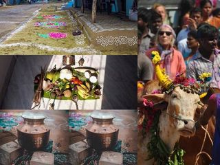 വിളവെടുപ്പിന്‍റെ ഉത്സവമായ പൊങ്കല്‍, ചേര്‍ത്തു നിര്‍ത്തുന്ന ആഘോഷത്തിന്‍റെ പ്രത്യേകതകള്‍